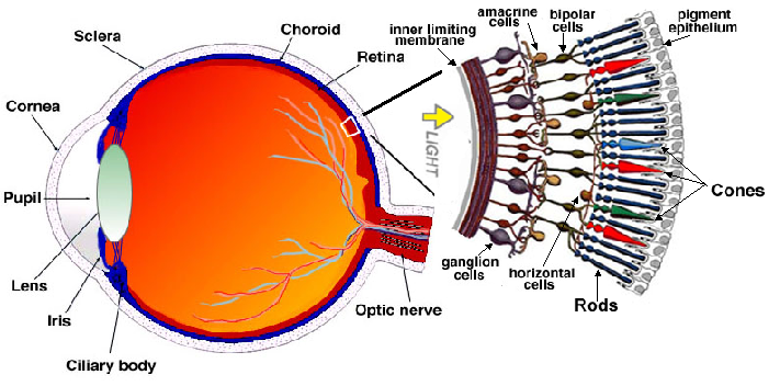Image of the structure of the eye. Image shows a cross section of the interior of the eye. A blown up section shows the the different cells in the retina. 